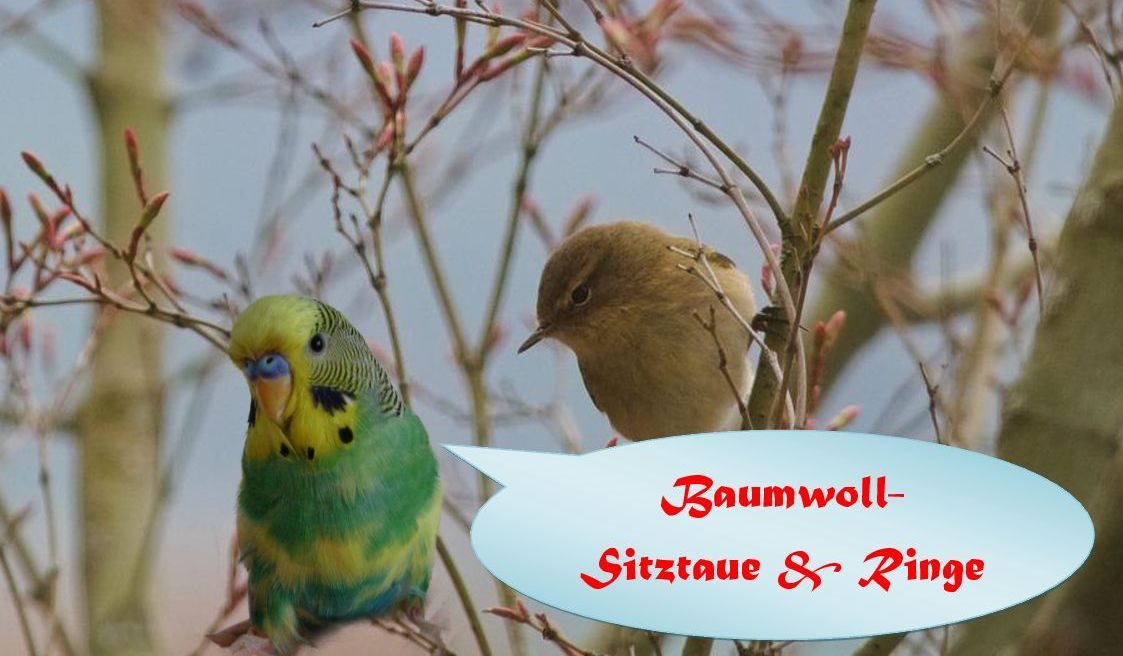 Baumwollsitztaue & Ringe